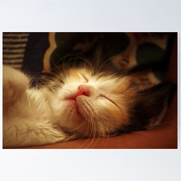Item preview, In your arms, I iz the cutest! designed and sold by meowiyer.
