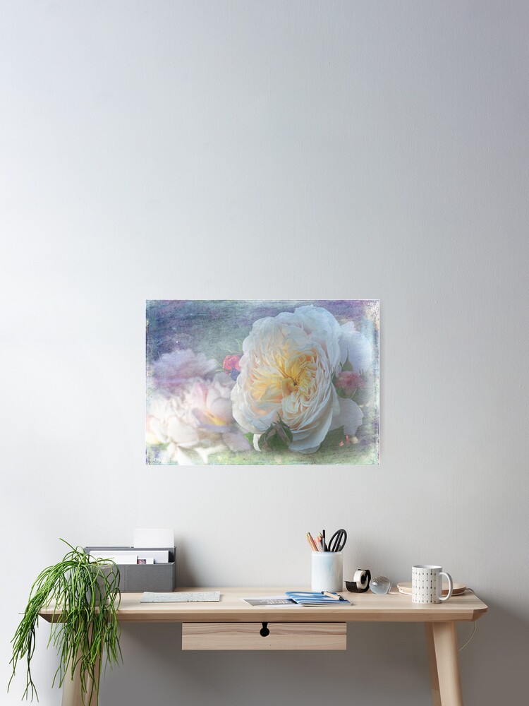 Póster «Antigua rosa inglesa - Emanuelle» de MaCross | Redbubble