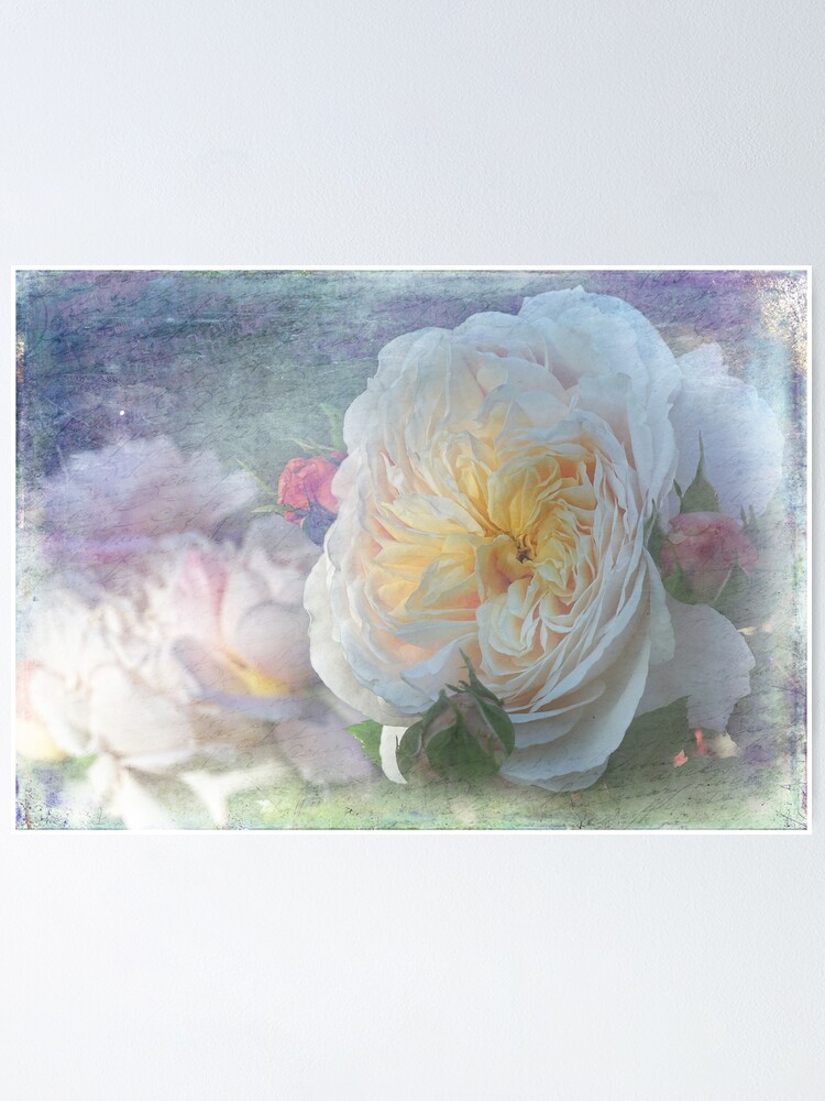 Póster «Antigua rosa inglesa - Emanuelle» de MaCross | Redbubble