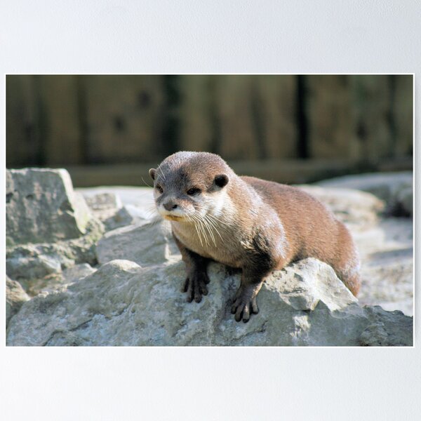 Item preview, Otter 2 designed and sold by rhallam.