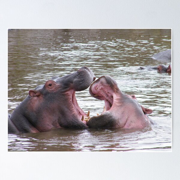 Item preview, Shenanigans at the hippo pool designed and sold by Laura Kelk.