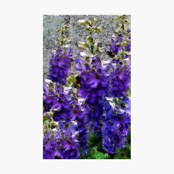 Delphiniums blue Photographic Print