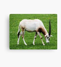 Scimitar-horned oryx 4 Canvas Print