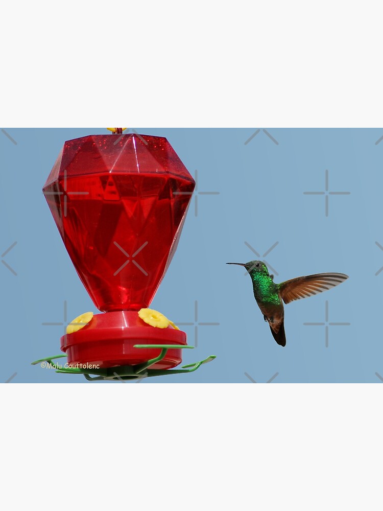 Thumbnail 3 of 3, Poster, Hummingbird.. Lunch Time1 designed and sold by MaluC.