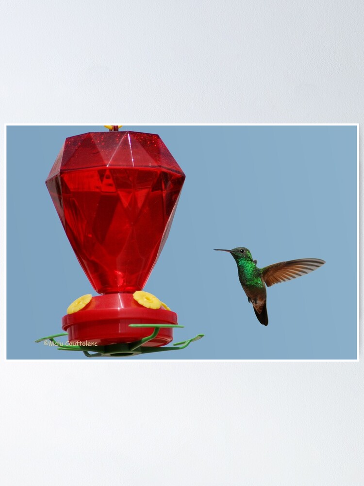 Thumbnail 1 of 3, Poster, Hummingbird.. Lunch Time1 designed and sold by MaluC.