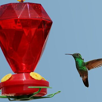 Artwork thumbnail, Hummingbird.. Lunch Time1 by MaluC