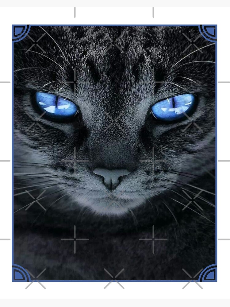 Blue eyes Grey cat | Art Board Print