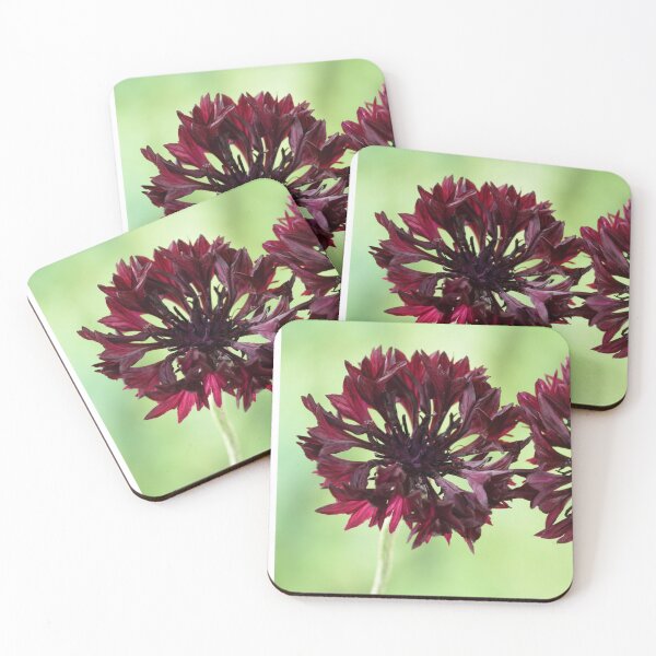 Item preview, Centaurea cyanus  'Black Ball'  Cornflower   designed and sold by Chris Burrows.