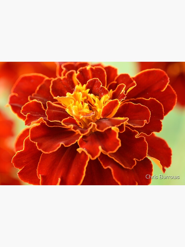 Tarjetas de felicitación «Tagetes patula & # 39; Red Cherry & # 39; Caléndula  francesa» de chrisburrows | Redbubble