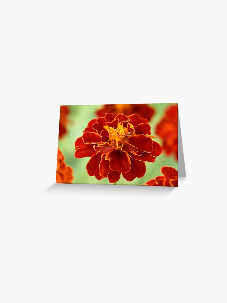 Tarjetas de felicitación « Tagetes patula & # 39; Red Cherry & # 39; Caléndula  francesa» de chrisburrows | Redbubble