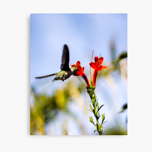 Palm Springs Hummingbird Canvas Print