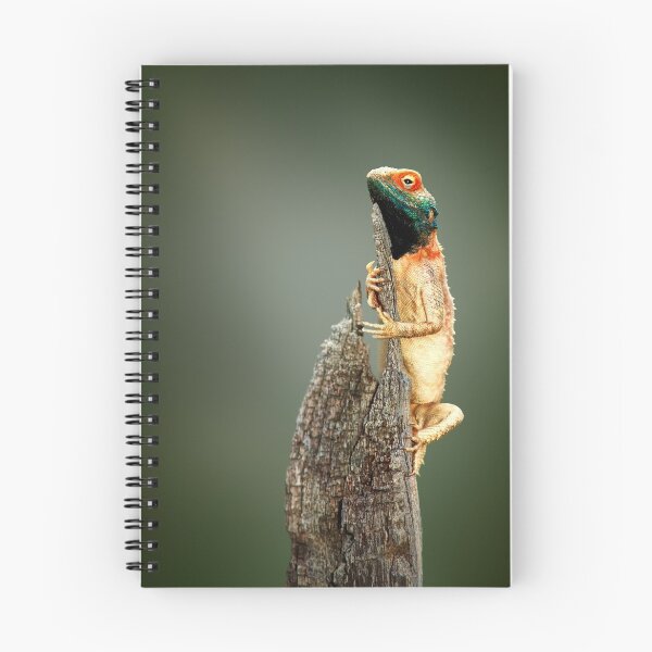 Item preview, Ground agama (lizard) sunbathing designed and sold by Johan Swanepoel.