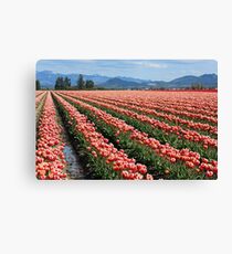 Red, White, and Blue Canvas Print