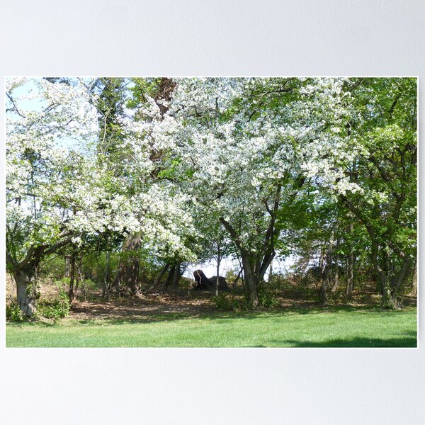 Item preview, A Beautiful Appleblossom Tree in Springtime NJ designed and sold by Monica M Engeler.