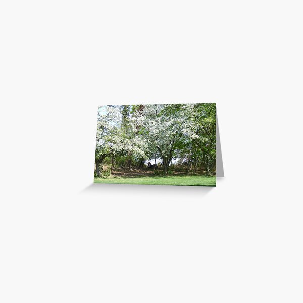 Item preview, A Beautiful Appleblossom Tree in Springtime NJ designed and sold by Monica M Engeler.