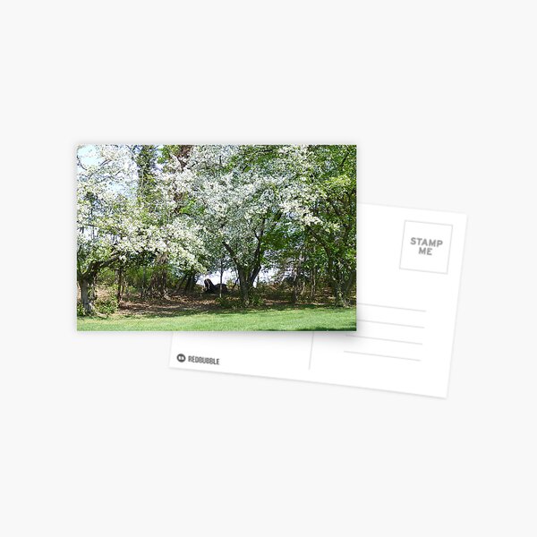 Item preview, A Beautiful Appleblossom Tree in Springtime NJ designed and sold by Monica M Engeler.
