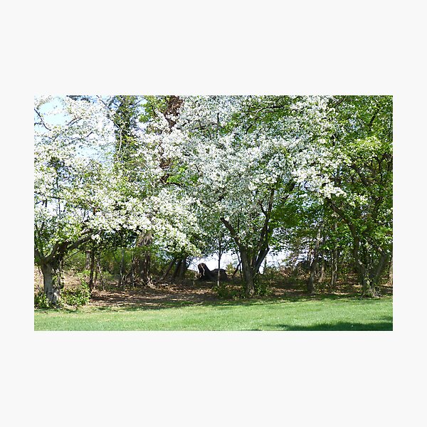 Item preview, A Beautiful Appleblossom Tree in Springtime NJ designed and sold by Monica M Engeler.