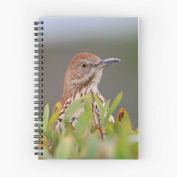 Item preview, Brown Thrasher designed and sold by WorldDesign.