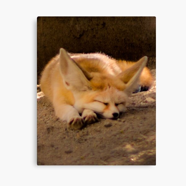 Sleeping Fennec Fox Canvas Print