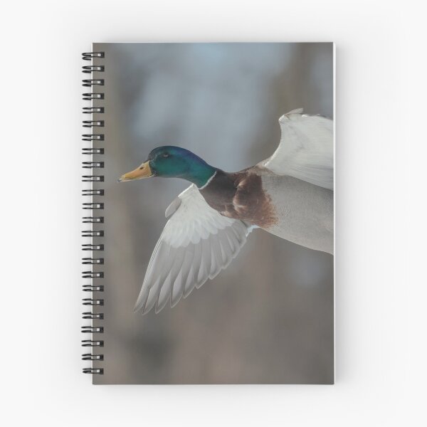 Item preview, Drake Mallard 2019-8 designed and sold by Thomasyoung.