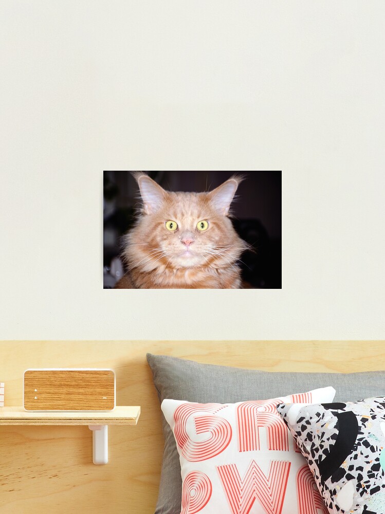 Thumbnail 2 of 3, Photographic Print, Maine Coon Male Cat Facing Forward designed and sold by Mallorn.
