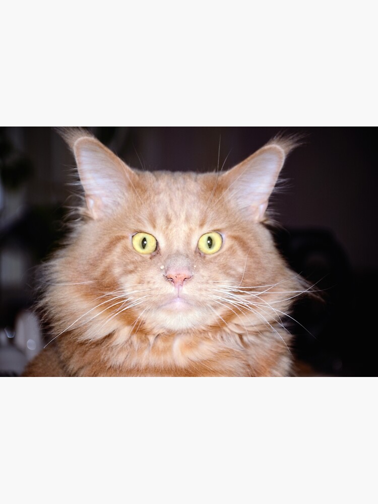 Thumbnail 3 of 3, Photographic Print, Maine Coon Male Cat Facing Forward designed and sold by Mallorn.