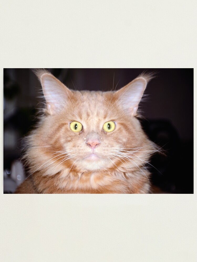 Thumbnail 1 of 3, Photographic Print, Maine Coon Male Cat Facing Forward designed and sold by Mallorn.