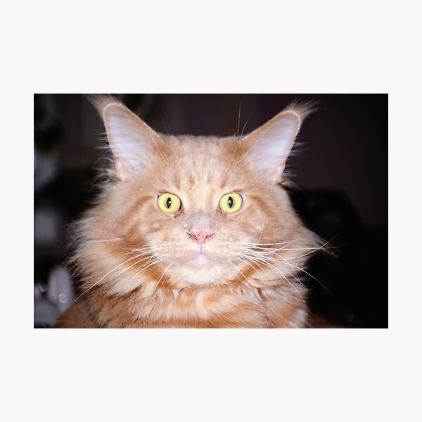 Maine Coon Male Cat Facing Forward Photographic Print