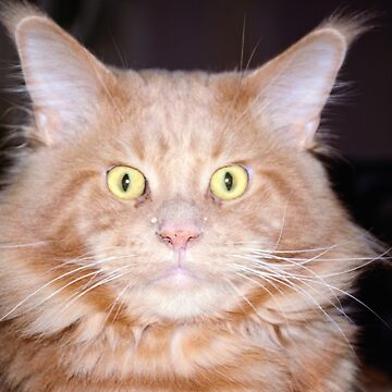 Artwork thumbnail, Maine Coon Male Cat Facing Forward by Mallorn