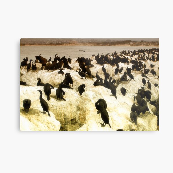 The Birds Metal Print