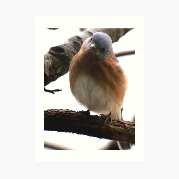 Bluebird Art Print