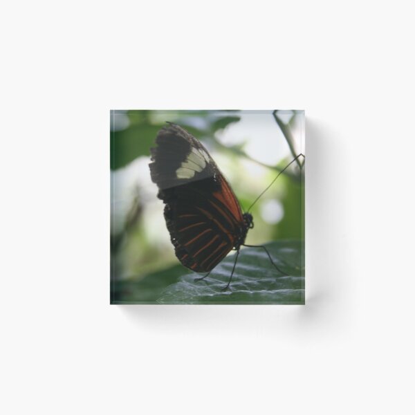 Item preview, Butterfly beauty designed and sold by Digitaldegs.