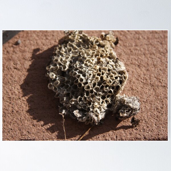 Item preview, Wasp Nest designed and sold by Mia Russell.