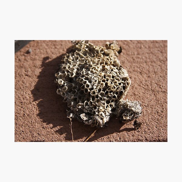 Item preview, Wasp Nest designed and sold by Mia Russell.