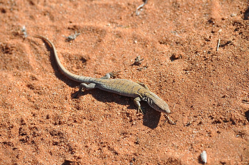 &ldquo;Pygmy Mulga Monitor (Varanus gilleni), Alice Springs, Central