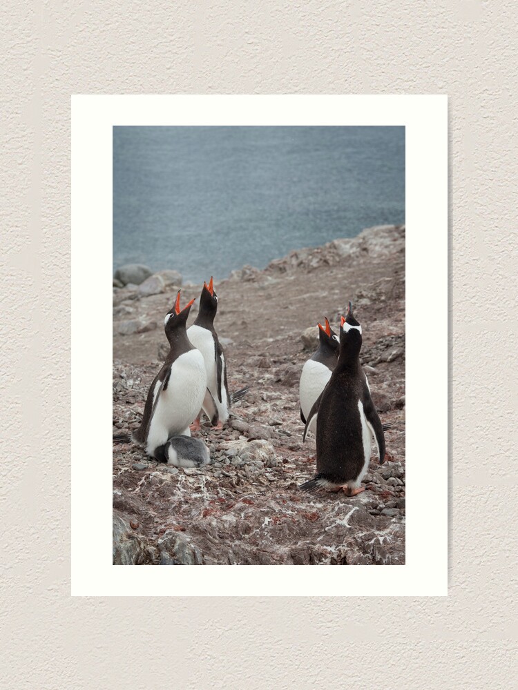Alternate view of Gentoo Chorus Art Print