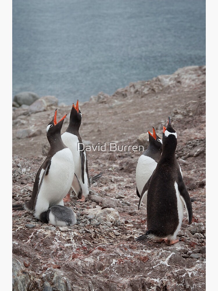 Gentoo Chorus by DavidBurren