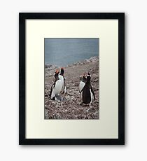 Gentoo Chorus Framed Print