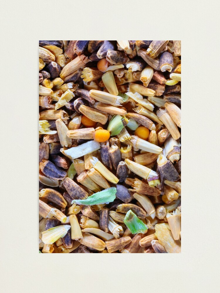 Alternate view of A macro photo of some Chicory seeds Photographic Print