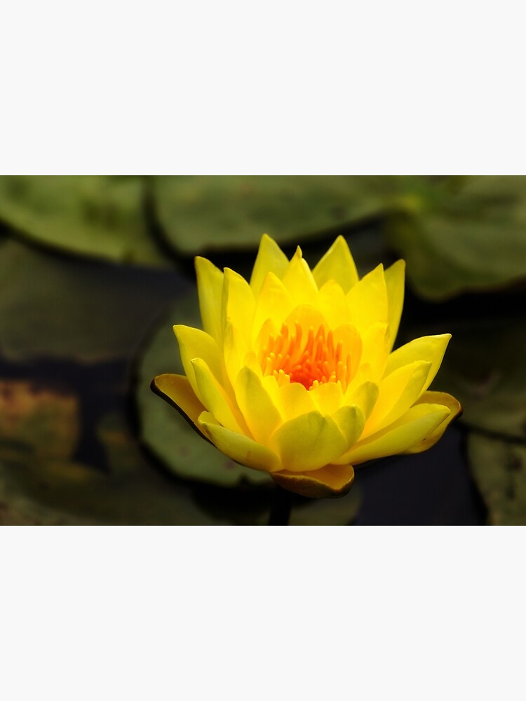 Yellow water lily flower by fardad