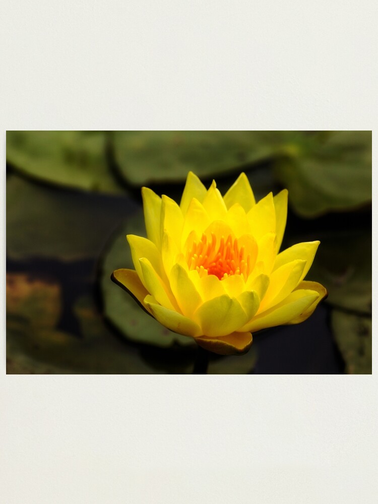 Alternate view of Yellow water lily flower Photographic Print