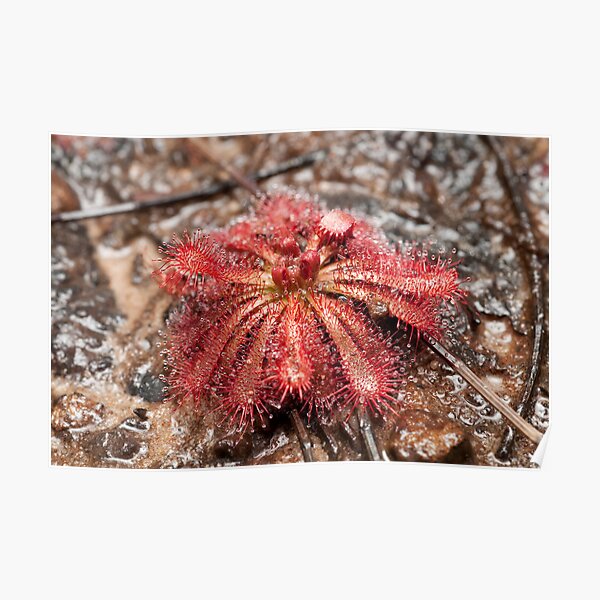 Spoon-leaved Sundew - Drosera spatulata Poster
