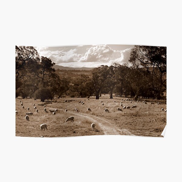 Sheep Station Poster