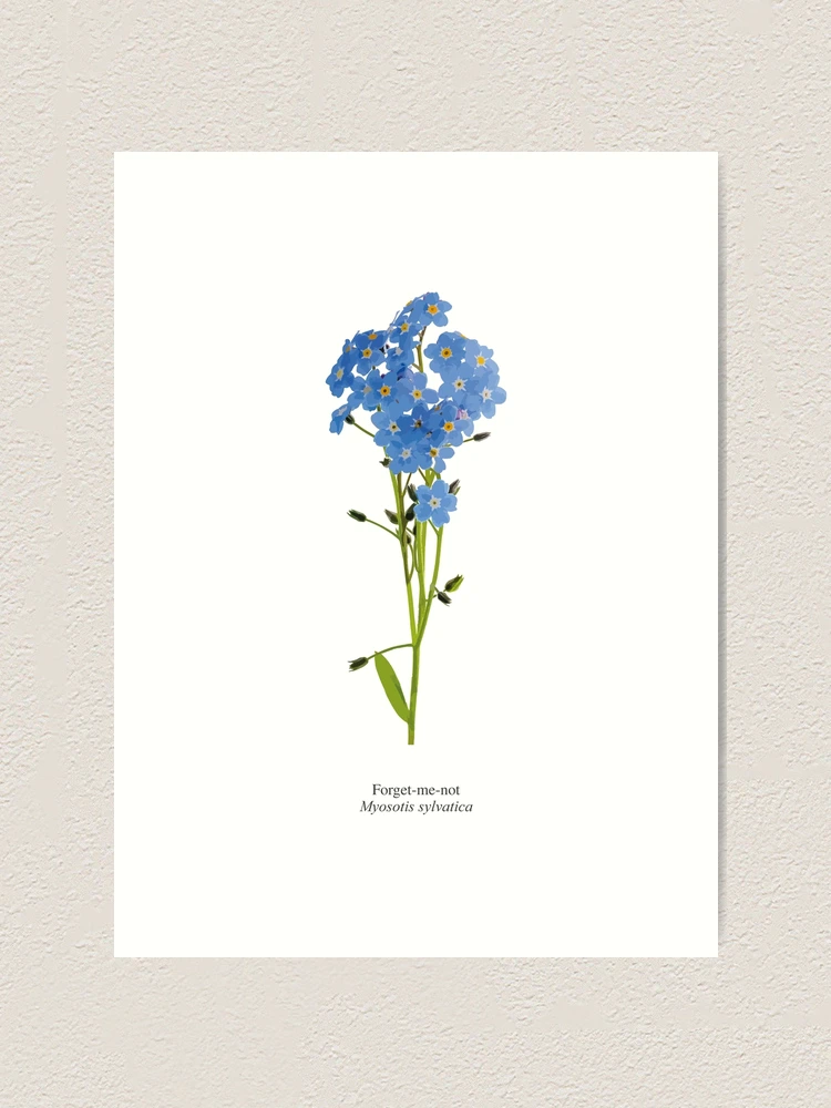 Myosotis Forget me not flower Art Board Print for Sale by LoraLoo