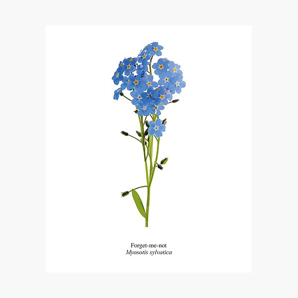 Forget-me-not Myosotis Sylvatica Photograph by Natural History Museum,  London/science Photo Library - Pixels Merch
