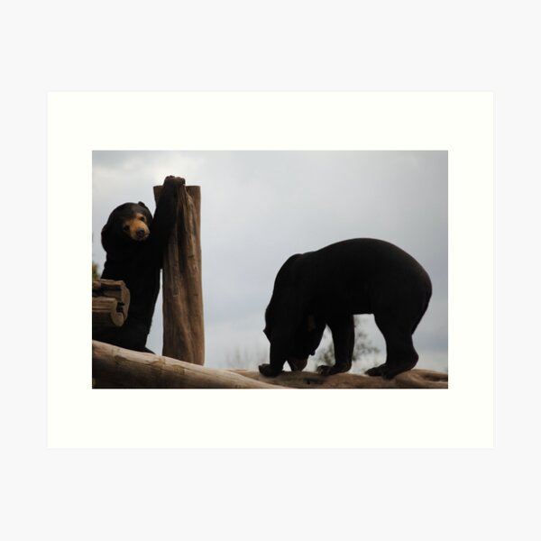 Item preview, Malayan Sun Bear Climbing on Logs designed and sold by BeckyMP.