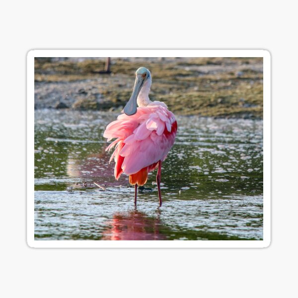 Pink Tutu Sticker