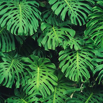 Blue Jungle Leaves Monstera Wallpaper | Happywall