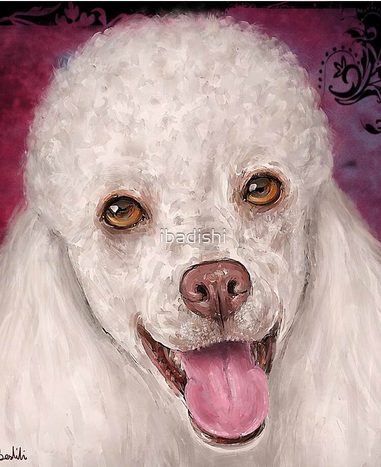 white miniature poodle