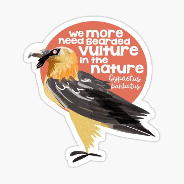 Bearded vulture Pegatina